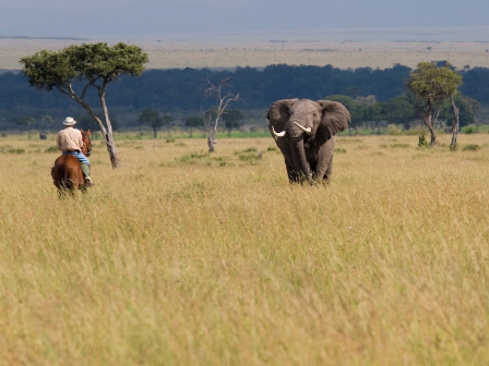 Off Beat African Safari